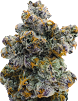 Cannabis